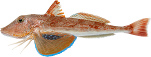 Grondin perlon (Chelidonichthys lucerna)