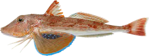 Grondin perlon (Chelidonichthys lucerna)