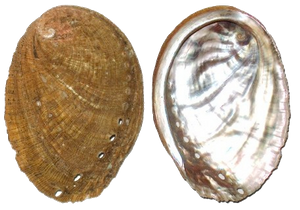 Ormeau (Haliotis Tuberculata)