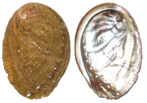 Ormeau (Haliotis Tuberculata)