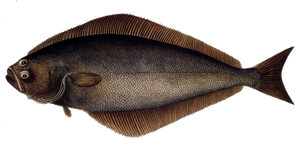 Flétan de l'Atlantique (Hippoglossus Hippoglossus)