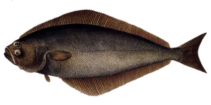 Flétan de l'Atlantique (Hippoglossus Hippoglossus)