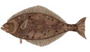 Flétan du Pacifique (Hippoglossus Stenolepis)