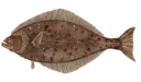 Flétan du Pacifique (Hippoglossus Stenolepis)