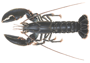 Homard Européen (Homarus Gammarus)