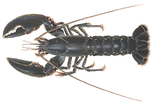 Homard Européen (Homarus Gammarus)
