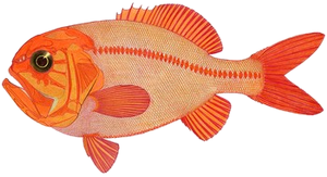Hoplostèthe Orange (Empereur) (Hoplostethus Atlanticus)