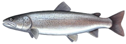 Taïmen (Hucho Taimen)
