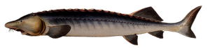 Esturgeon Béluga (Huso Huso)