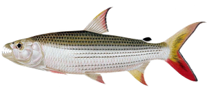 Poisson Tigre (Hydrocynus Vittatus)