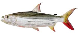 Poisson Tigre (Hydrocynus Vittatus)