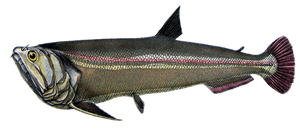 Tétra Vampire (Payara) (Hydrolycus Scomberoides)