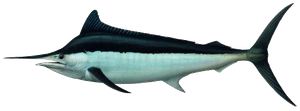 Marlin Noir (Istiompax Indica)