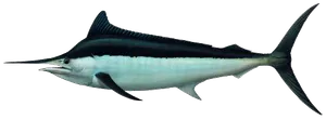 Marlin Noir (Istiompax Indica)