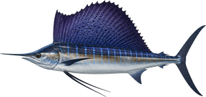 Espadon Voilier Atlantique (Sailfish) (Istiophorus Platypterus Atlantic)