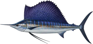 Espadon Voilier Atlantique (Sailfish) (Istiophorus Platypterus Atlantic)