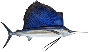 Espadon Voilier Indo-Pacifique (Sailfish) (Istiophorus Platypterus Pacific)