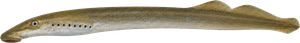 Lamproie de Planer (Lampetra planeri)