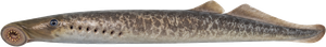 Lamproie marine (Petromyzon marinus)