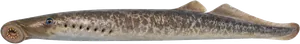 Lamproie marine (Petromyzon marinus)