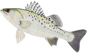 Bar du Japon (Lateolabrax Japonicus)