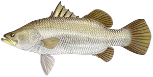Barramundi (Lates Calcarifer)
