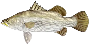 Barramundi (Lates Calcarifer)