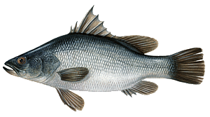 Perche du Nil (Lates Niloticus)