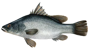 Perche du Nil (Lates Niloticus)