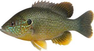 Perche Soleil Verte (Lepomis Cyanellus)