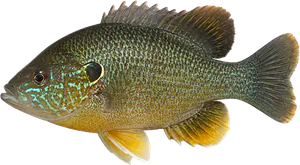Perche Soleil Verte (Lepomis Cyanellus)