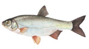 Ide Mélanote (Leuciscus Idus)
