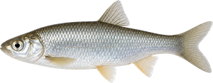 Vandoise (Leuciscus Leuciscus)
