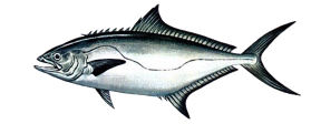 Liche Amie (Lichia Amia)