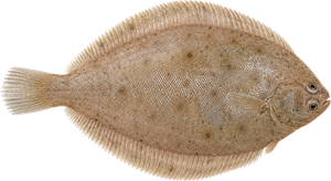 Limande (Limanda Limanda)