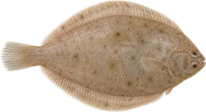 Limande (Limanda Limanda)