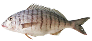 Marbré (Lithognathus Mormyrus)