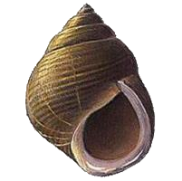 Bigorneau (Littorina Littorea)