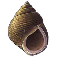 Bigorneau (Littorina Littorea)