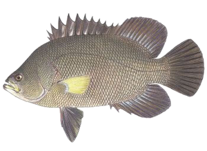 Coupia Roche (Lobotes Surinamensis)