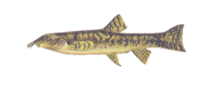 Loche franche (Barbatula barbatula)