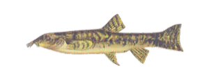 Loche franche (Barbatula barbatula)