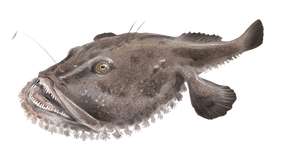 Baudroie Rousse (Lophius Budegassa)
