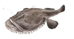 Baudroie Rousse (Lophius Budegassa)