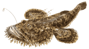 Baudroie Commune (Lotte) (Lophius Piscatorius)