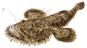 Baudroie Commune (Lotte) (Lophius Piscatorius)
