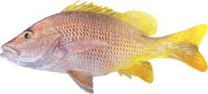 Vivaneau Jaune (Lutjanus Argentiventris)