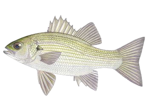 Bar Australien (Macquaria Novemaculeata)