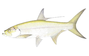 Tarpon Indo-Pacifique (Megalops Cyprinoides)