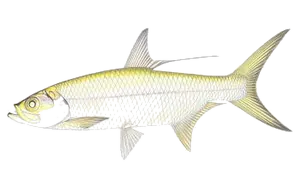 Tarpon Indo-Pacifique (Megalops Cyprinoides)